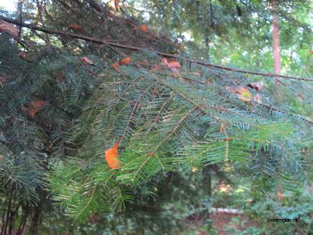  picture  Reuze_zilverspar |Abies_grandis