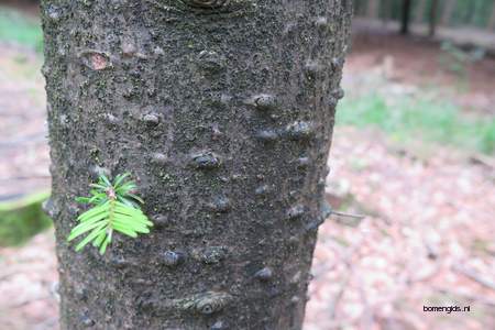  picture  Reuze_zilverspar |Abies_grandis