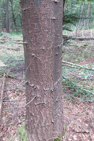  picture  Reuze_zilverspar |Abies_grandis