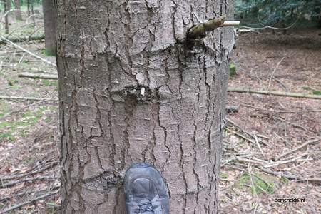  picture  Reuze_zilverspar |Abies_grandis