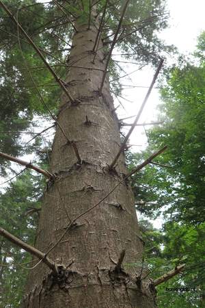  picture  Reuze_zilverspar |Abies_grandis