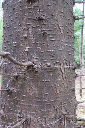  picture  Reuze_zilverspar |Abies_grandis