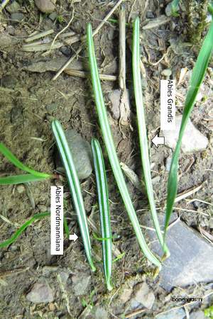  picture  Reuze_zilverspar |Abies_grandis