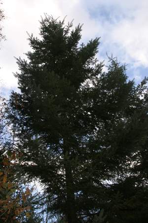  picture  Reuze_zilverspar |Abies_grandis