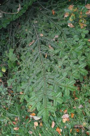  picture  Reuze_zilverspar |Abies_grandis