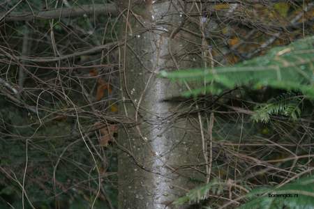  picture  Reuze_zilverspar |Abies_grandis