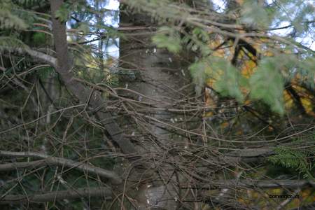  picture  Reuze_zilverspar |Abies_grandis