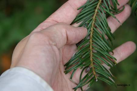  picture  Reuze_zilverspar |Abies_grandis