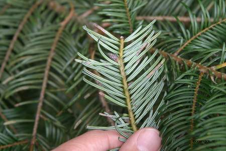  picture  Reuze_zilverspar |Abies_grandis