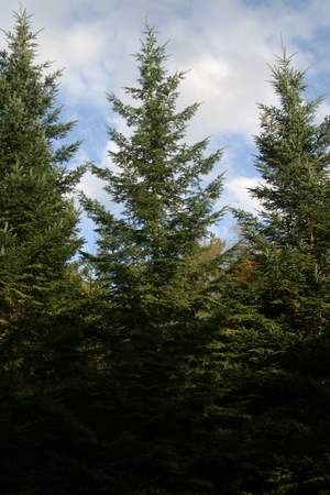  picture  Reuze_zilverspar |Abies_grandis