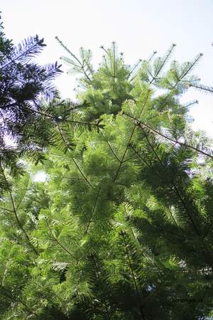  picture  Reuze_zilverspar |Abies_grandis