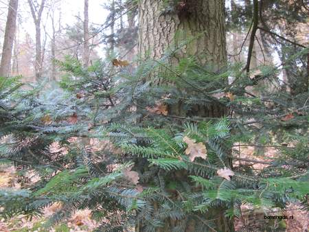  picture  Reuze_zilverspar |Abies_grandis