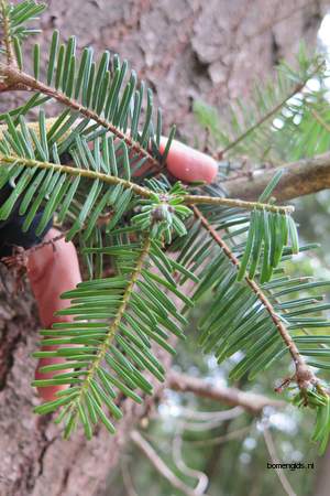 picture  Reuze_zilverspar |Abies_grandis