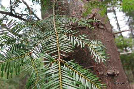  picture  Reuze_zilverspar |Abies_grandis