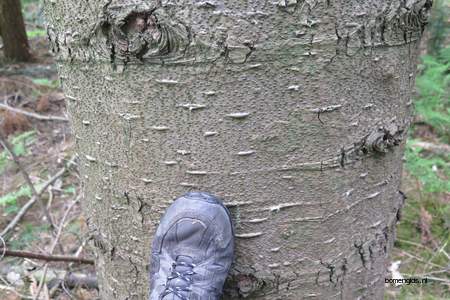  picture  Reuze_zilverspar |Abies_grandis