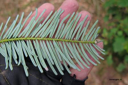  picture  Reuze_zilverspar |Abies_grandis