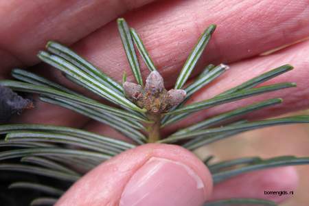  picture  Reuze_zilverspar |Abies_grandis