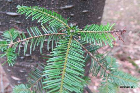  picture  Reuze_zilverspar |Abies_grandis