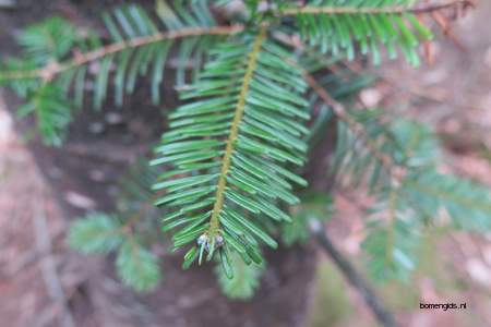  picture  Reuze_zilverspar |Abies_grandis