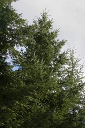  picture  Reuze_zilverspar |Abies_grandis