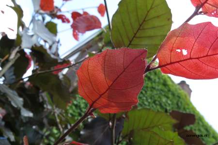  picture  Rode_beuk |Fagus_sylvatica_Atropurpurea