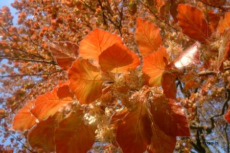  picture  Rode_beuk |Fagus_sylvatica_Atropurpurea