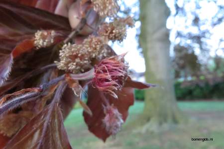  picture  Rode_beuk |Fagus_sylvatica_Atropurpurea
