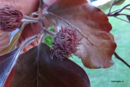  picture  Rode_beuk |Fagus_sylvatica_Atropurpurea