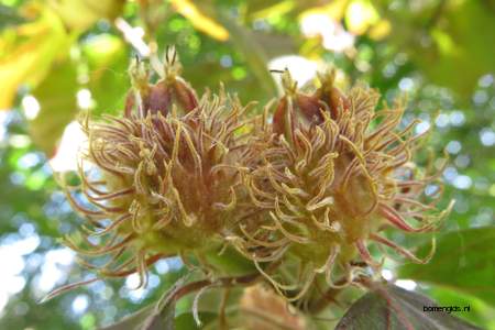  picture  Rode_beuk |Fagus_sylvatica_Atropurpurea