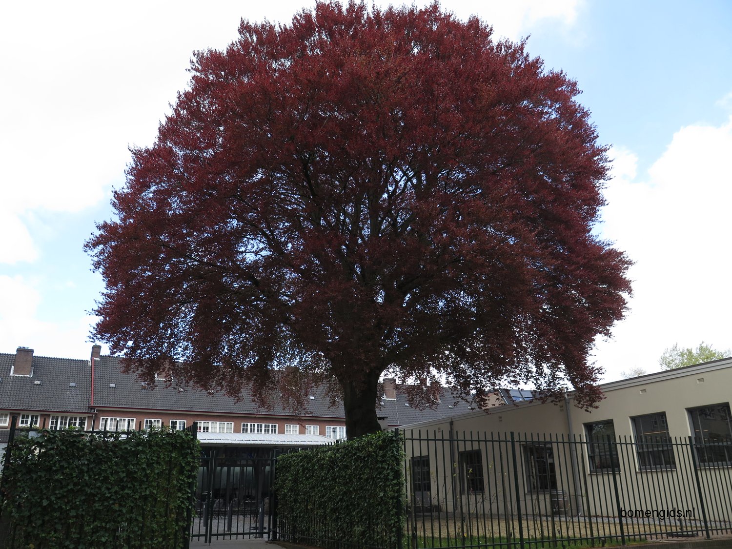 Herken De Boomsoort Nl Afstreepmethode Of Zomer Checklist Check 3 Rood Blad Uk Red Leaves Geuepload op 26 november 2019. rood blad