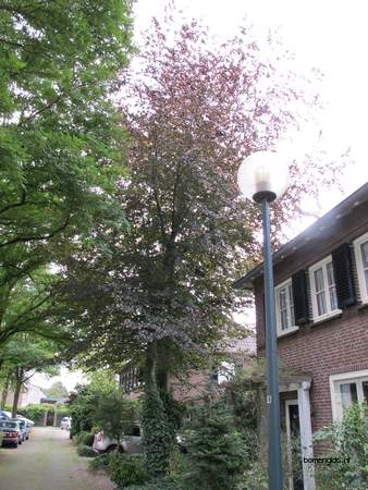  picture  Rode_beuk |Fagus_sylvatica_Atropurpurea