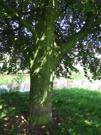  picture  Rode_beuk |Fagus_sylvatica_Atropurpurea