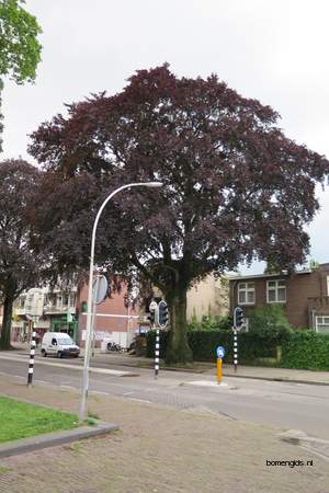  picture  Rode_beuk |Fagus_sylvatica_Atropurpurea