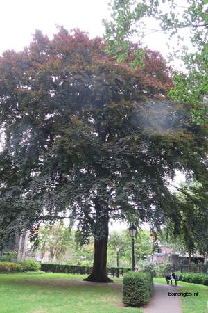  picture  Rode_beuk |Fagus_sylvatica_Atropurpurea