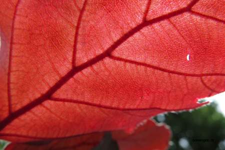  picture  Rode_beuk |Fagus_sylvatica_Atropurpurea