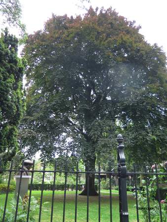  picture  Rode_beuk |Fagus_sylvatica_Atropurpurea