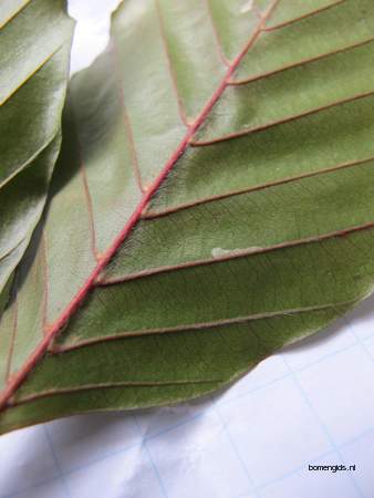  picture  Rode_beuk |Fagus_sylvatica_Atropurpurea