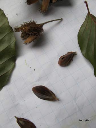  picture  Rode_beuk |Fagus_sylvatica_Atropurpurea