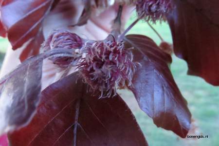  picture  Rode_beuk |Fagus_sylvatica_Atropurpurea