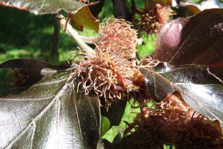  picture  Rode_beuk |Fagus_sylvatica_Atropurpurea