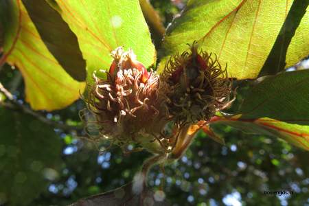  picture  Rode_beuk |Fagus_sylvatica_Atropurpurea