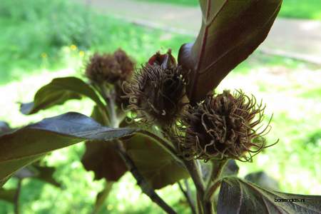  picture  Rode_beuk |Fagus_sylvatica_Atropurpurea