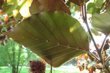  picture  Rode_beuk |Fagus_sylvatica_Atropurpurea
