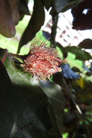  picture  Rode_beuk |Fagus_sylvatica_Atropurpurea