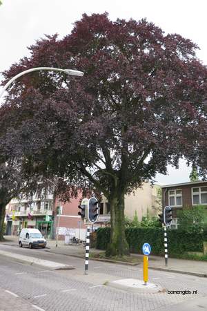  picture  Rode_beuk |Fagus_sylvatica_Atropurpurea