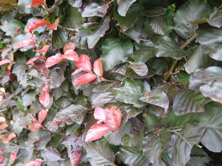  picture  Rode_beuk |Fagus_sylvatica_Atropurpurea