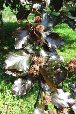  picture  Rode_beuk |Fagus_sylvatica_Atropurpurea