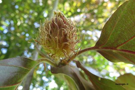  picture  Rode_beuk |Fagus_sylvatica_Atropurpurea