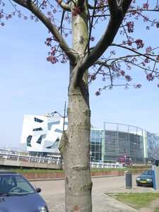  picture  Rode_esdoorn |Acer_rubrum