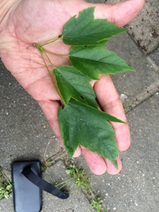  picture  Rode_esdoorn |Acer_rubrum